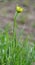 Tragopogon dubius grows in nature in summer