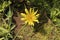 Tragopogon dubius western goat`s-beard, wild oysterplant, yellow goat`s beard, goat`s beard, goatsbeard, is the origin of south