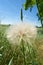 Tragopogon dubius, Western salsify, Dandelion flower, Wildflower, Close up, with field and blue sky background