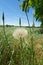 Tragopogon dubius, Western salsify, Dandelion flower, Wildflower, Close up, with field and blue sky background