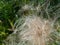 Tragopogon flower seed fluff macro