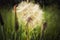 Tragopogon, goatsbeard or salsify is like a huge dandelion flower