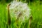Tragopogon, goatsbeard or salsify is like a huge dandelion flower