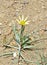 Tragopogon graminifolius , a kind of salsify flower