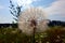 Tragopogon Meadow salsify Head false dandelion