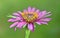 Tragopogon porrifolius, purple or common salsify, oyster plant, vegetable oyster, Jerusalem star