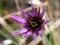 Tragopogon porrifolius, Purple salsify