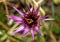 Tragopogon porrifolius, Purple salsify