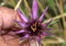 Tragopogon porrifolius, Purple salsify