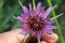 Tragopogon porrifolius, Purple salsify