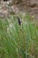 Tragopogon porrifolius, purple salsify flowers