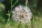 Tragopogon pratensis