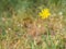 Tragopogon pratensis Jack-go-to-bed-at-noon,meadow salsify flower blooming on a meadow