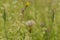 Tragopogon pratensis on a meadow