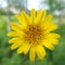 Tragopogon pratensis (Meadow salsify)