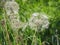 Tragopogon pratensis meadow salsify in the grass