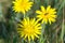 Tragopogon pratensis,  meadow salsify yellow flower closeup selective focus