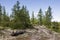 Trail across green forest with pines, spruces, larches and birches. Path, way, track, walk ... Bright summer day with blue sky. Tr