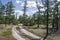 Trail across green forest with pines, spruces, larches and birches. Path, way, track, walk ... Bright summer day with blue sky. Tr