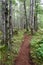 Trail through the Alaskan forest