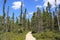 Trail in Algonquin Park, Ontario, Canada