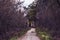 Trail along the high dramatic trees