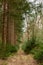Trail along pine trees in the forest