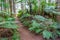 Trail along the redwood forest in Rotorua, New Zealand