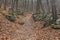 Trail through the ancient overgrown cemetery