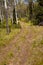 Trail in aspen forest