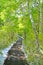 Trail through the Aspens