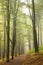 trail through an autumn beech forest in foggy weather path through an autumn deciduous forest with the most of beech trees covered