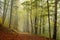 trail through an autumn beech forest in foggy weather path deciduous with the most of trees covered green and yellow leaves on