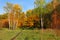 Trail in the autumn forest