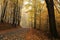 Trail through an autumn forest in foggy weather