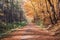 Trail in autumn forest, inspiration autumn nature background