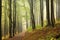 trail through an autumn forest on a misty rainy day path through an autumn deciduous forest in most beech trees covered with