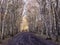 Trail through bare silver birch trees in winter