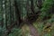 Trail Bends Through Pacific Northwest Forest