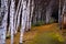 Trail into Birch Trees