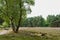 Trail, birches, pines, heather and a tree stump in Fischbeker Heide .