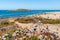 Trail with blurred dried flowers on the beach of Ilha do Pessegueiro with the island on the horizon, Porto Covo - Sines PORTUGAL