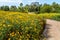 Trail Bordered By Daisies in Springtime