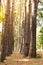 A trail bordered by huge eucalyptus trees