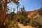 Trail in Bryce Canyon NP