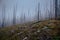 Trail between burnt trees, disapearing in the fog, during dark day