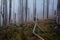 Trail between burnt trees, disapearing in the fog, during dark day