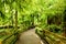 Trail through Cathedral Grove, Vancouver Island, Canada