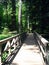 Trail in the cedar forest