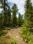 Trail among the cedars in the coniferous forest